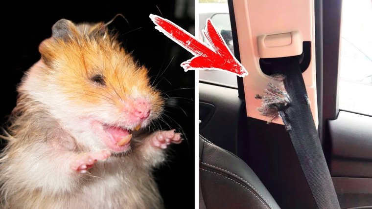 Хомяк рэпер