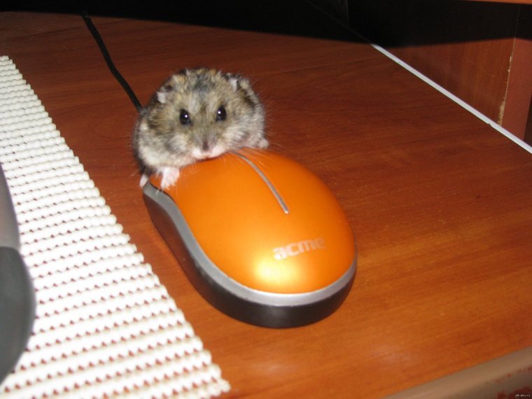 Реклама Киа соул с хомяками