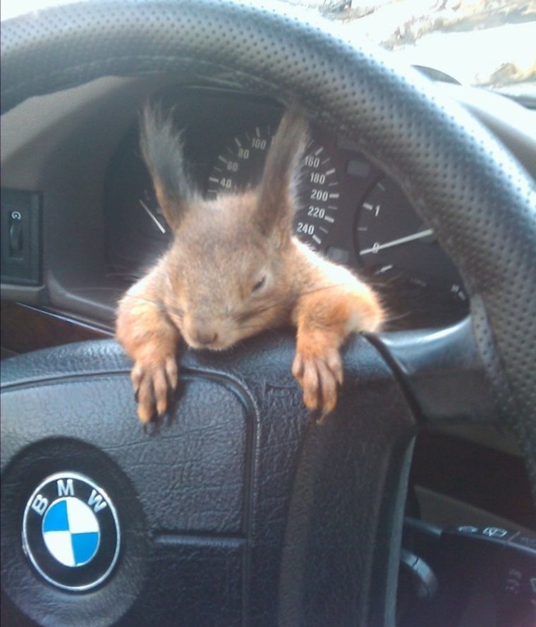 Хомяк в машине