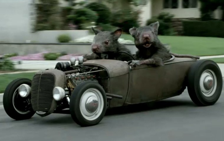 Енот за рулем