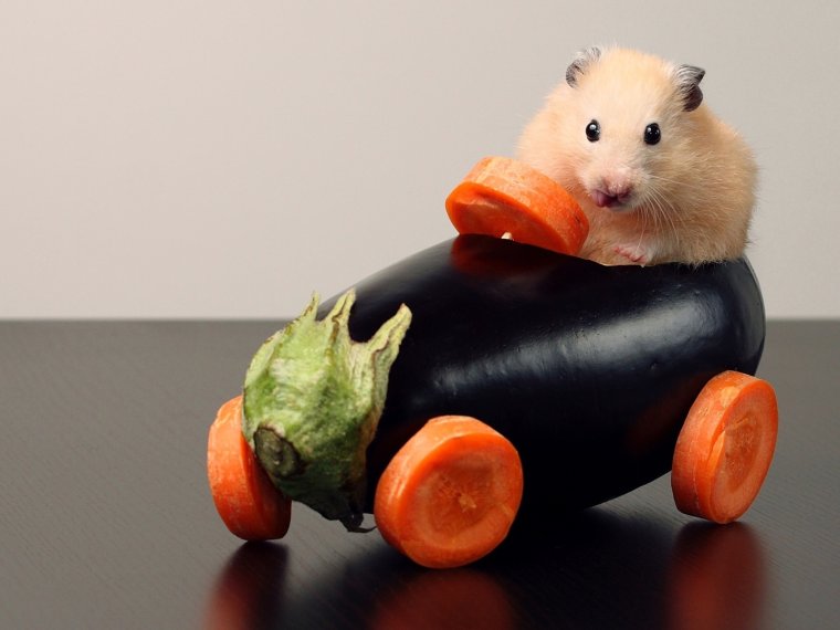 Капибара в машине