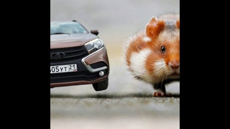 Мышка на машине