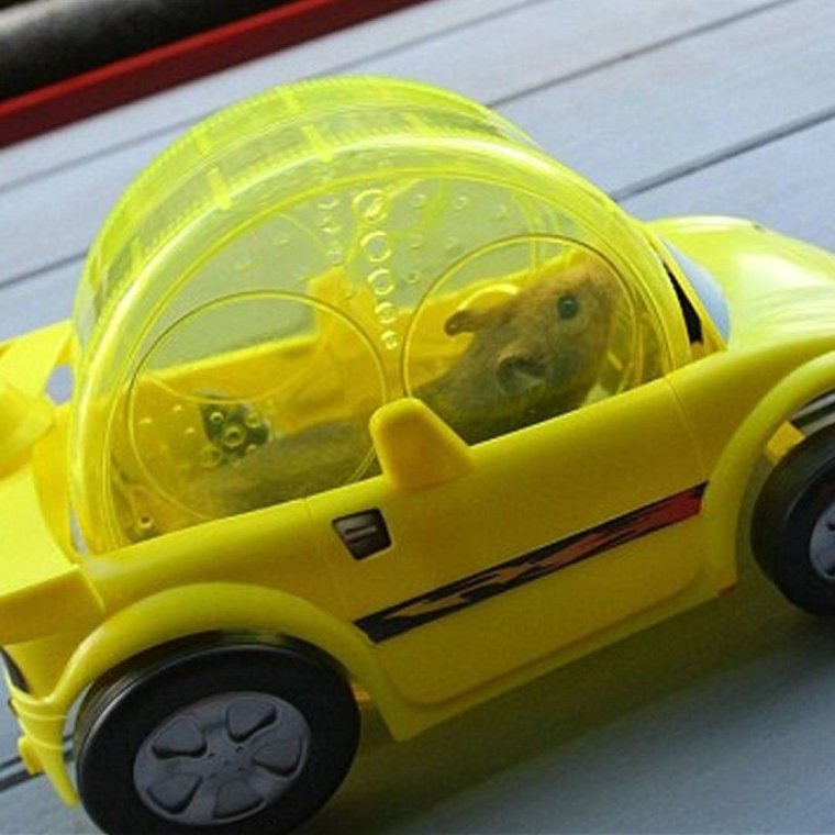 Хомяк на мотоцикле