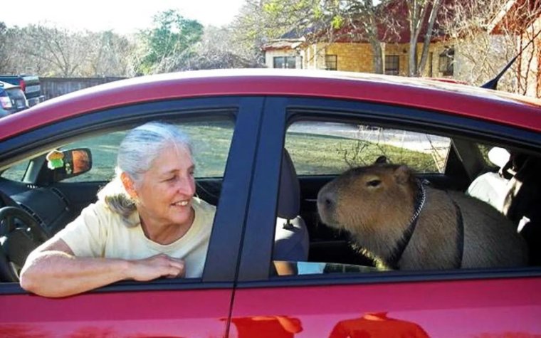 Машинка колесо для хомяка