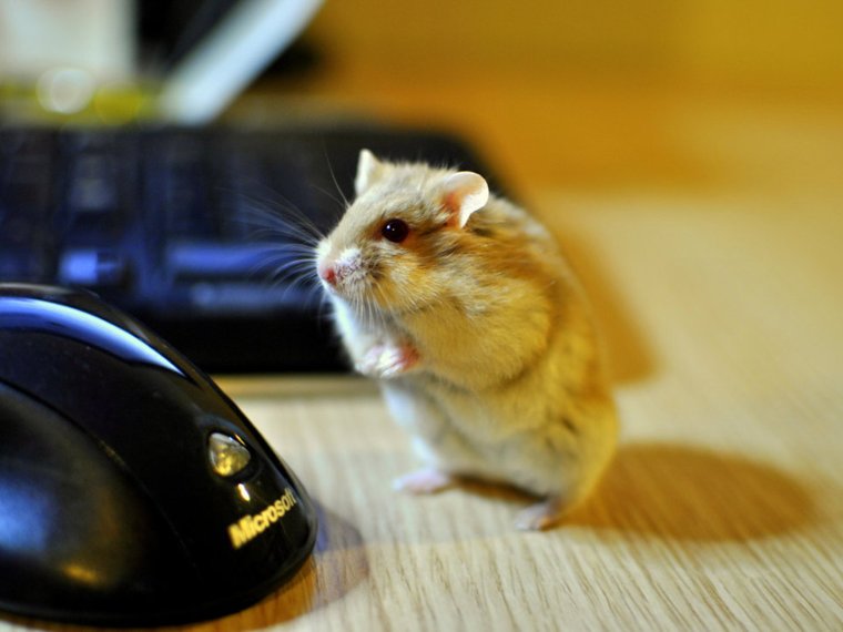 Крутые хомячки