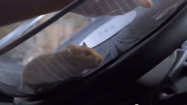 Хомяки игрушки фото на аву