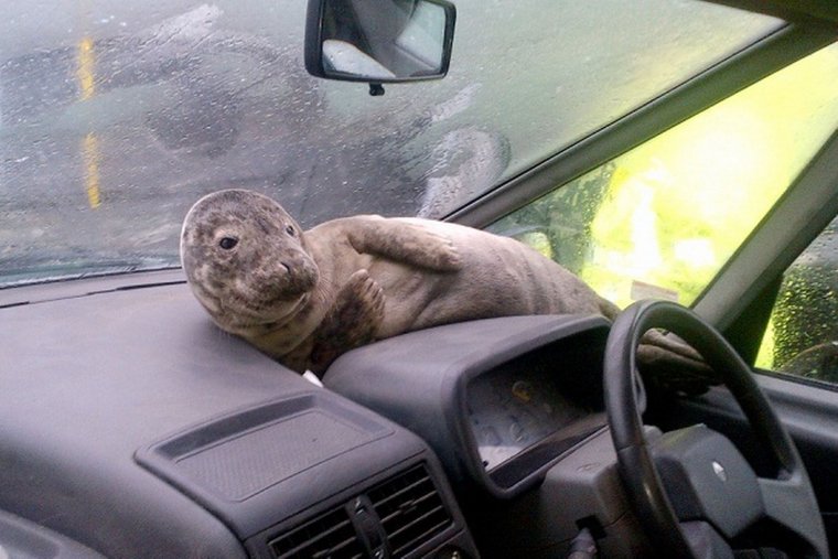 Сон в машине