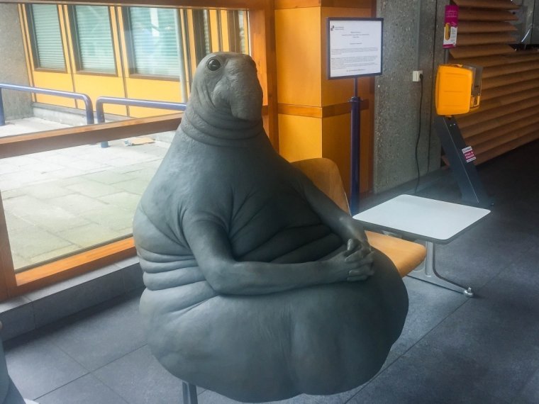 Морской котик в машине