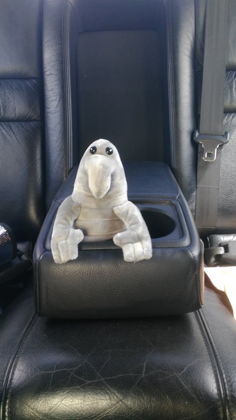 Ждун в автомобиле