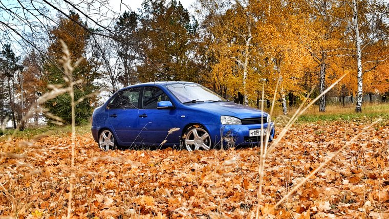 Калина голубая r17