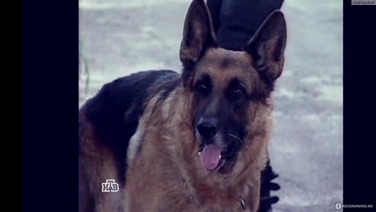 Артём Осипов и Мухтар