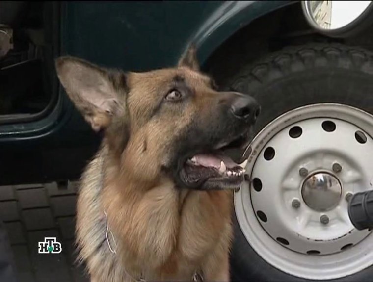 Возвращение Мухтара сериал