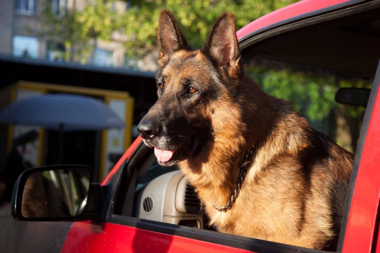 Возвращение Мухтара 2 серия