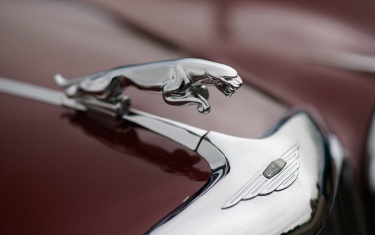 Животные на капоте машины