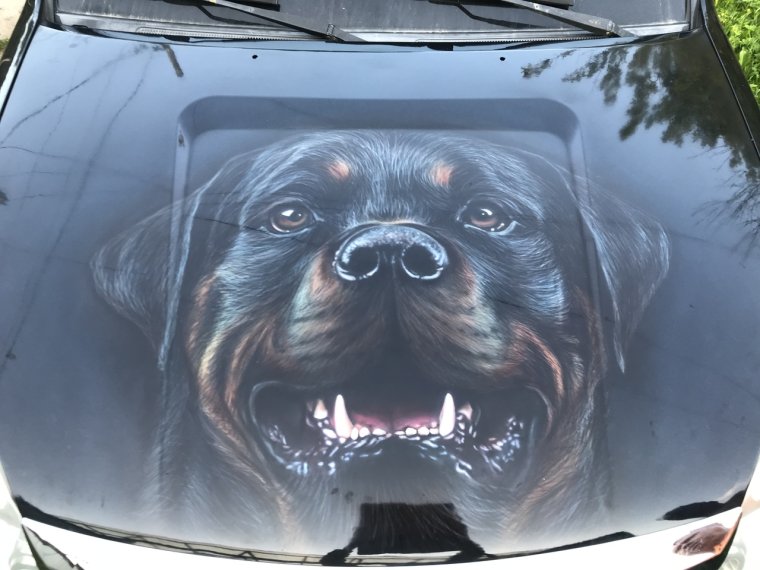 Аэрография Мопс на машину