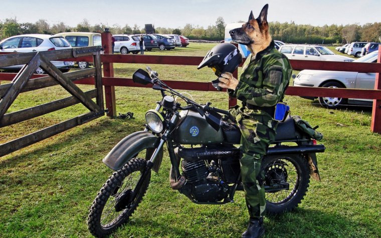 Собака на мотоцикле