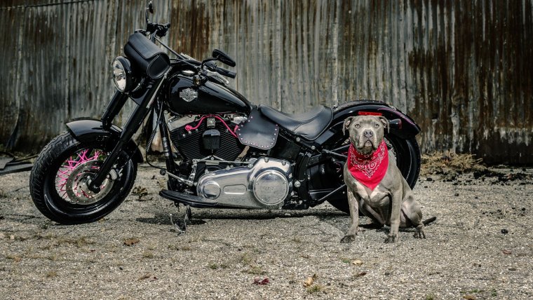 Харлей Дэвидсон бульдог