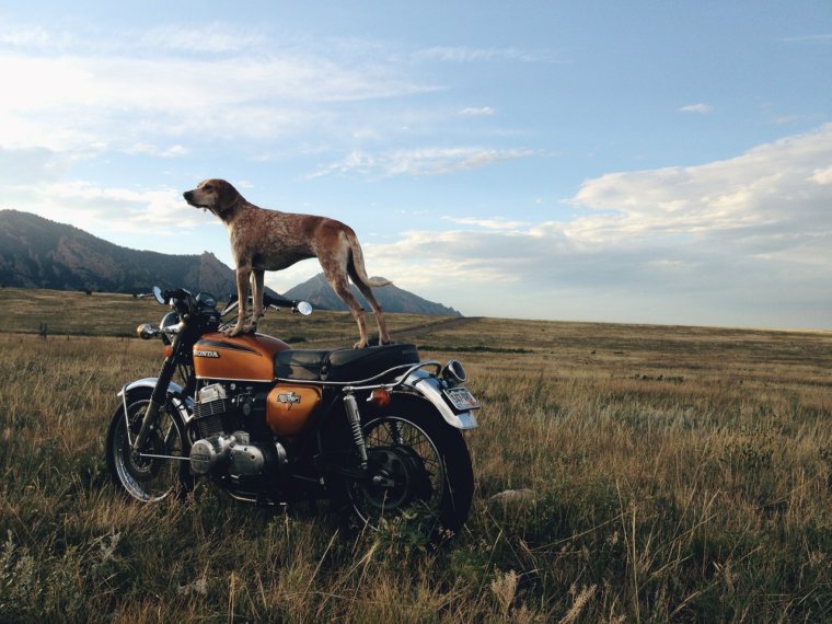 Путешествие на мотоцикле с собакой