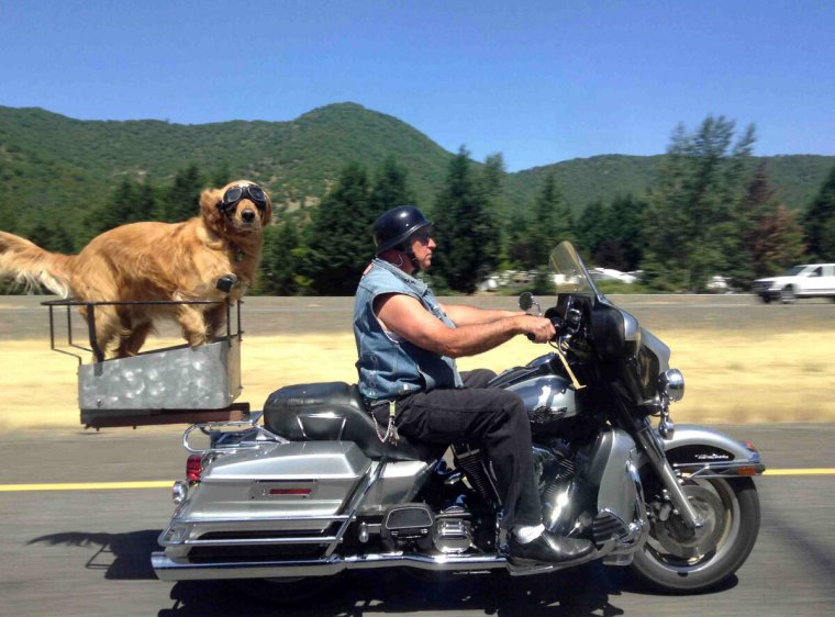 Собака на байке