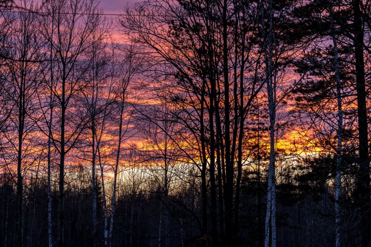 Красивый рассвет в лесу