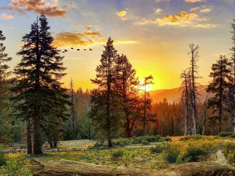 Рассвет в лесу