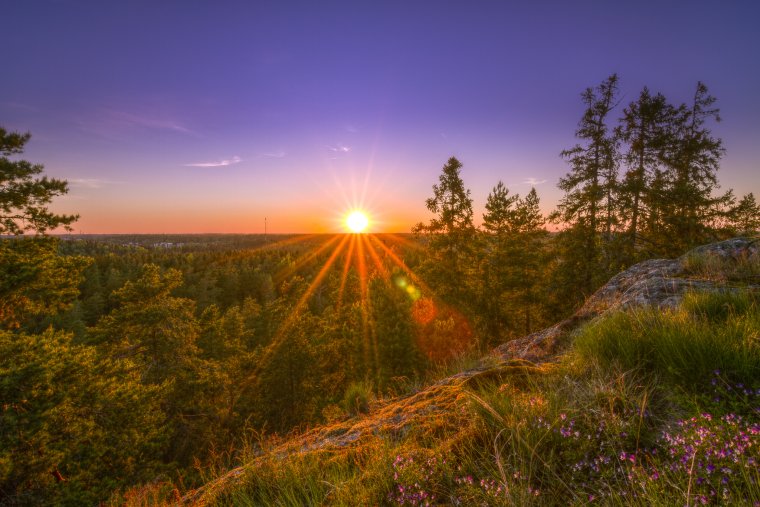 Лес вечером