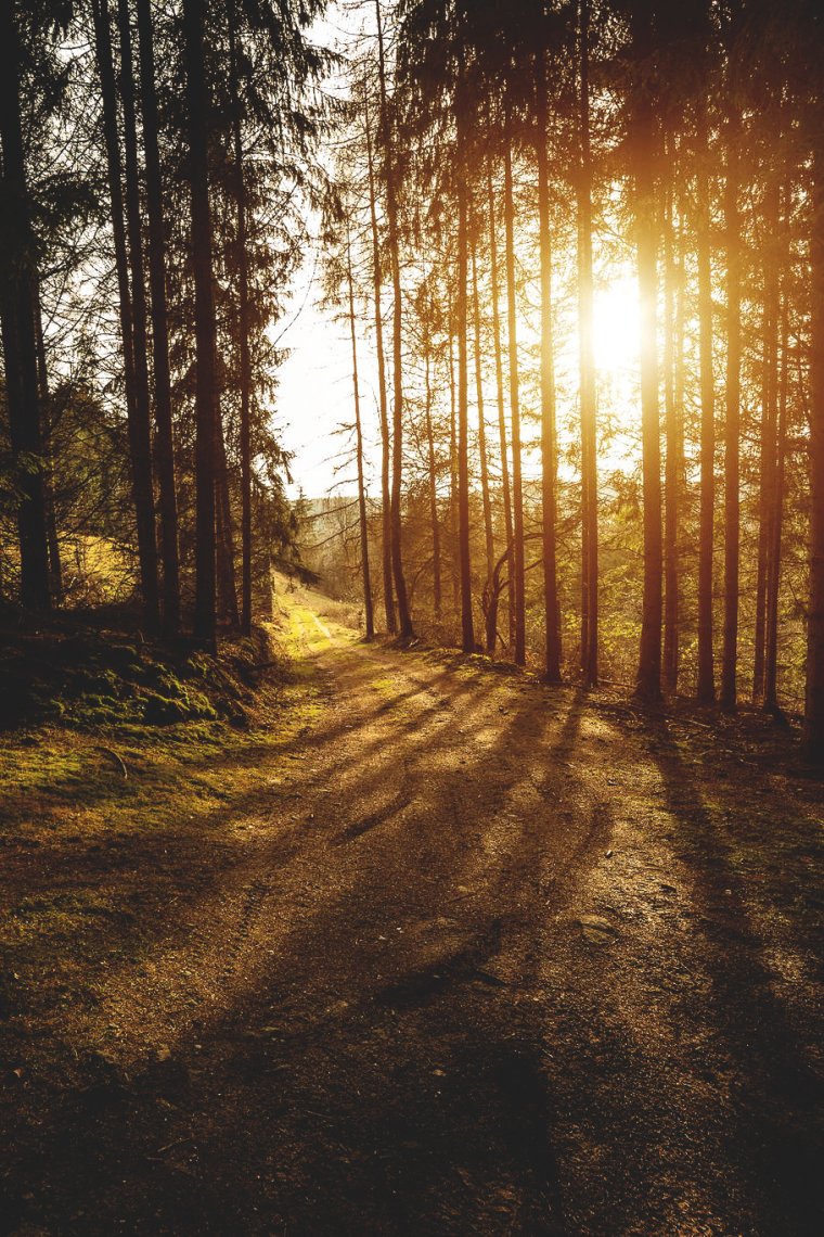 Закат в лесу