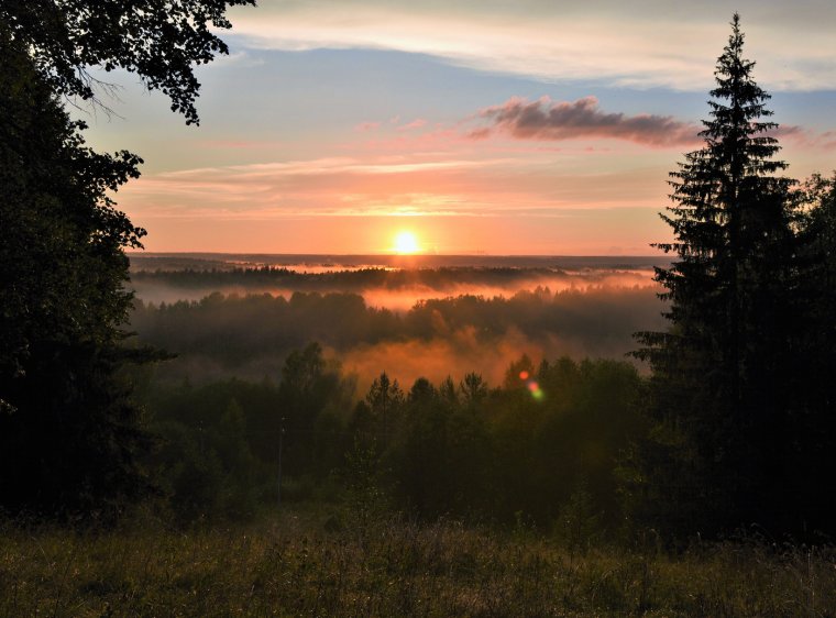 Лес вечером