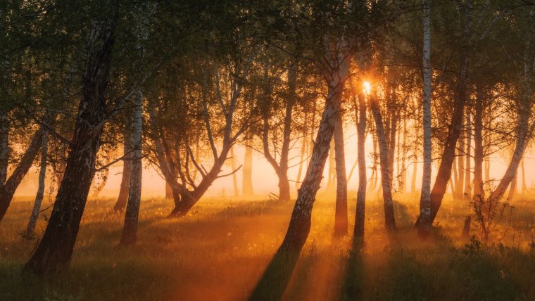 Вечерний лес