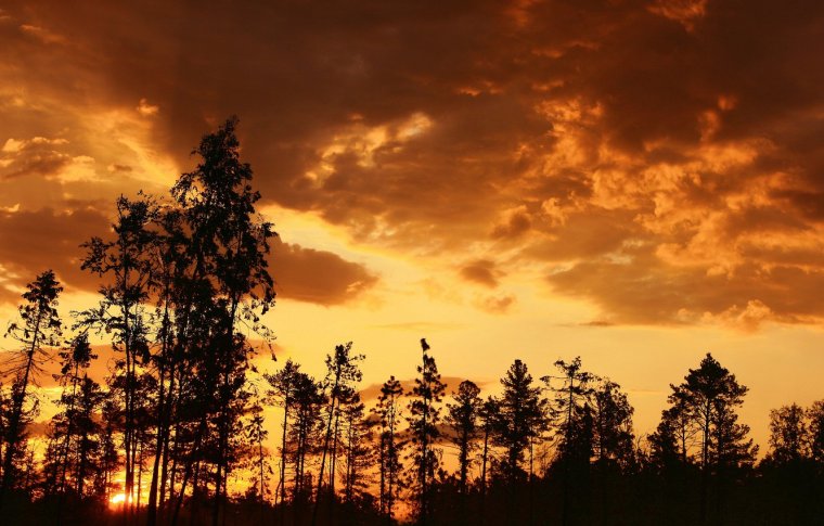 Красивый закат в лесу