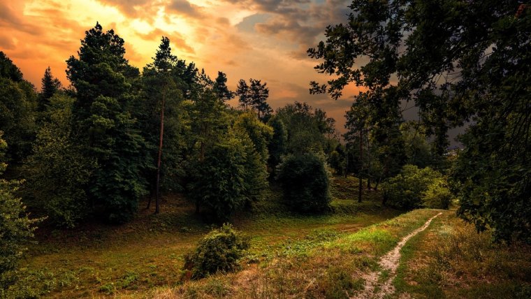 Дорога лес закат