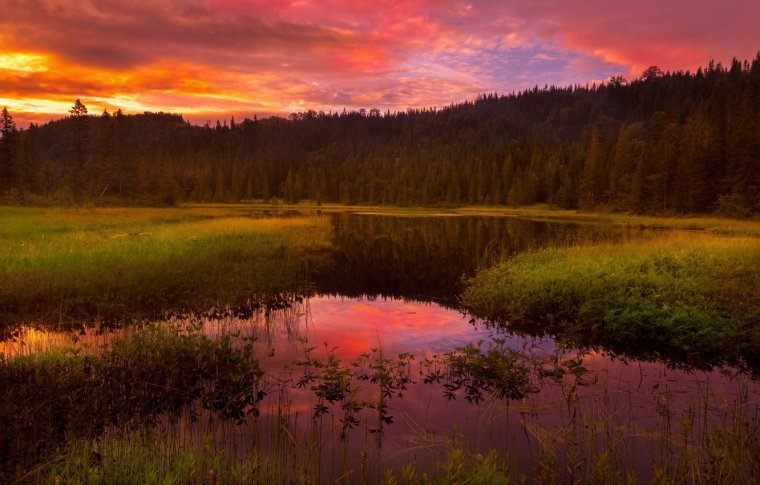 Закат в лесу