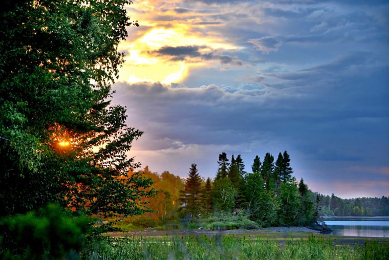 Рассвет на опушке леса