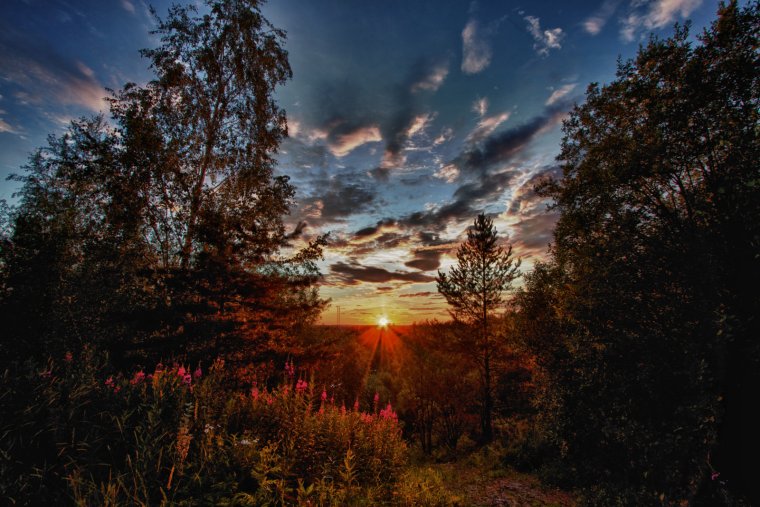 Закат в лесу картинки