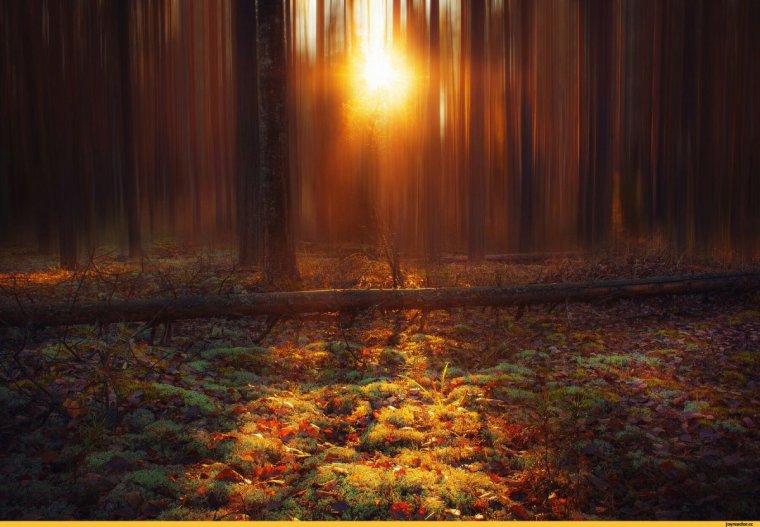 Природа луг дерево закат