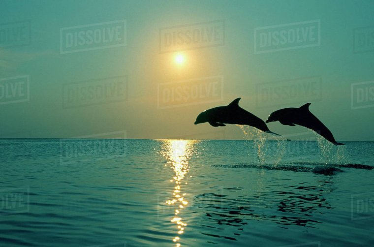 Дельфин в море