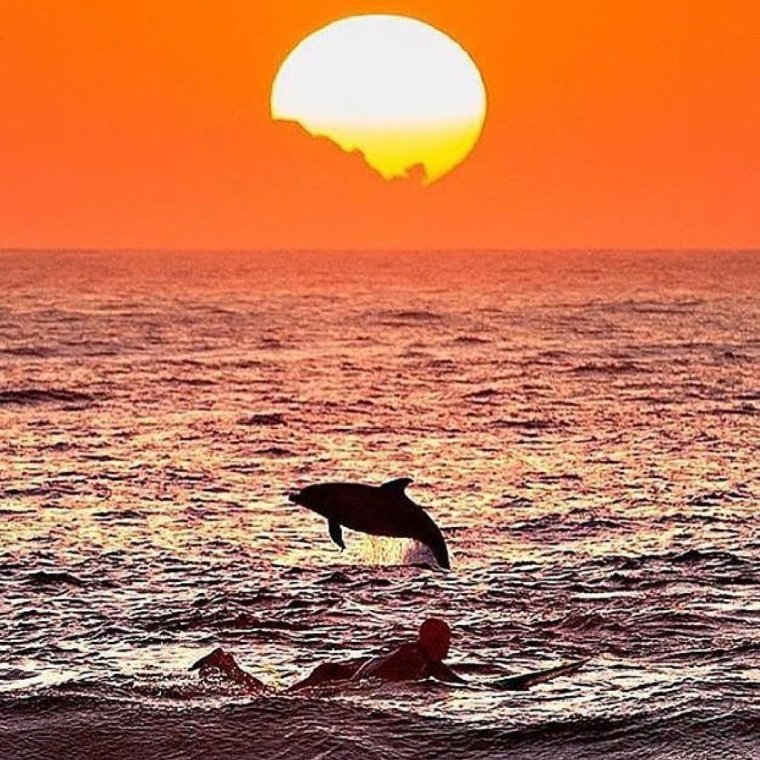 Море закат дельфины