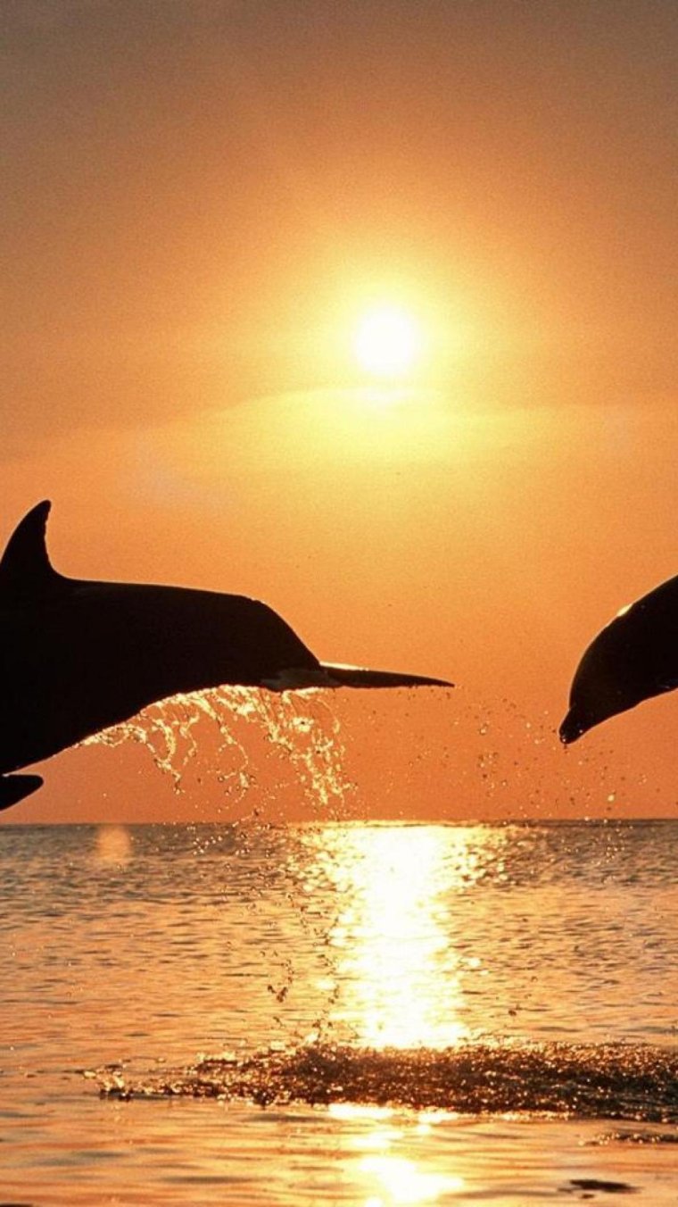 Дельфины на закате