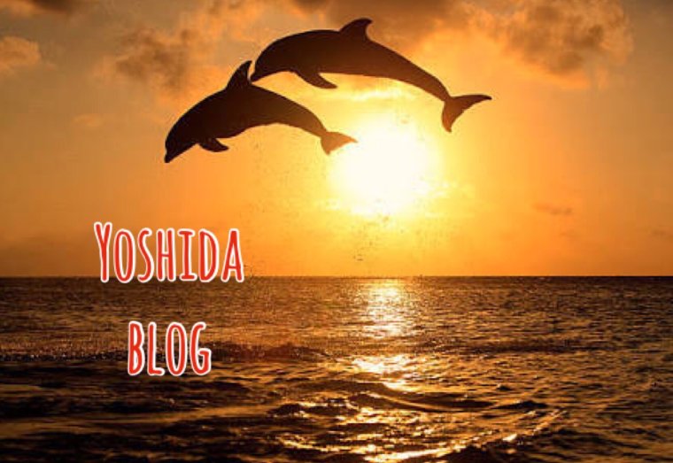 Фото дельфинов в море