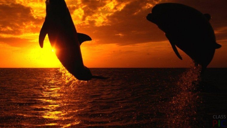 Море Эстетика Дельфин