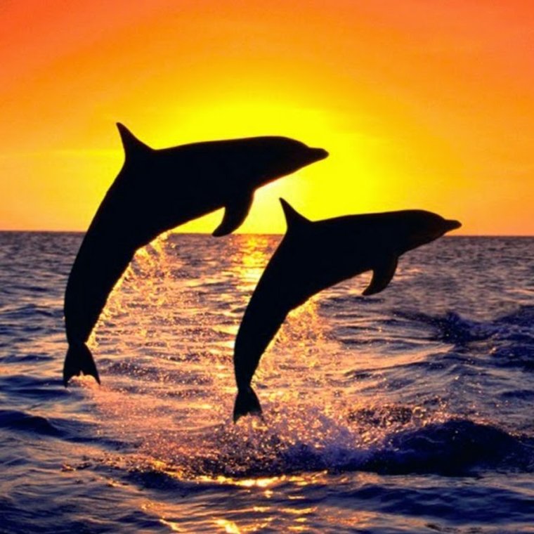 Обои дельфины на закате