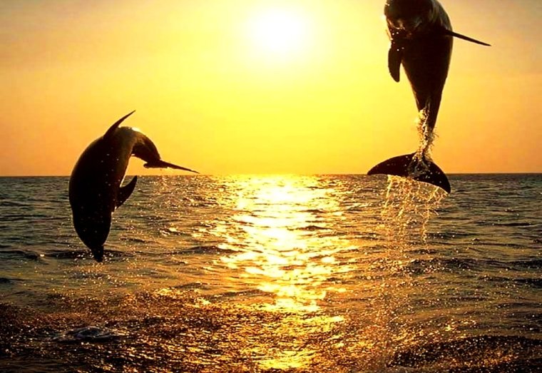 Картинки дельфины в море на закате