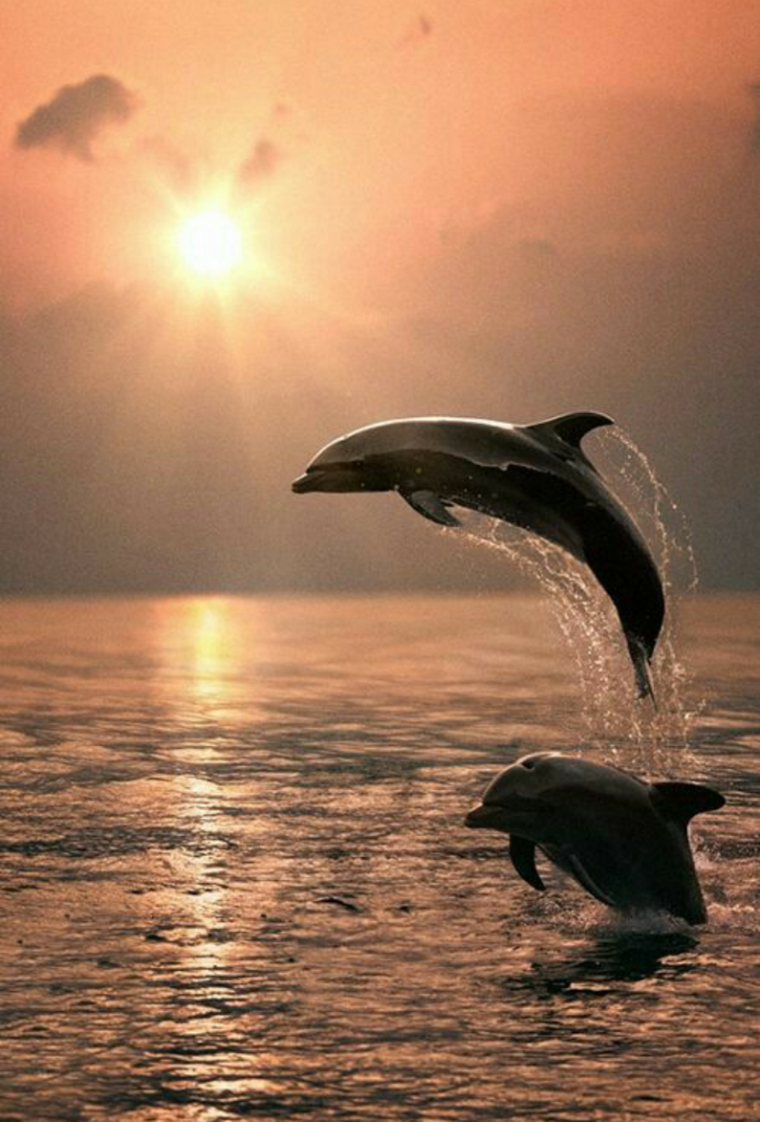 Дельфин на закате