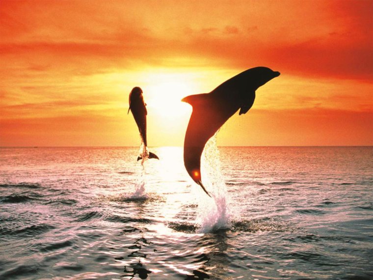 Стая дельфинов в волне