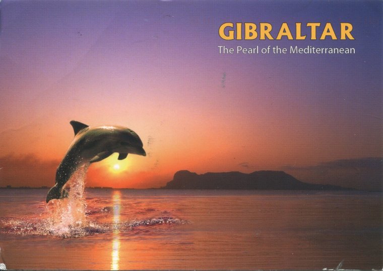 Море закат дельфины