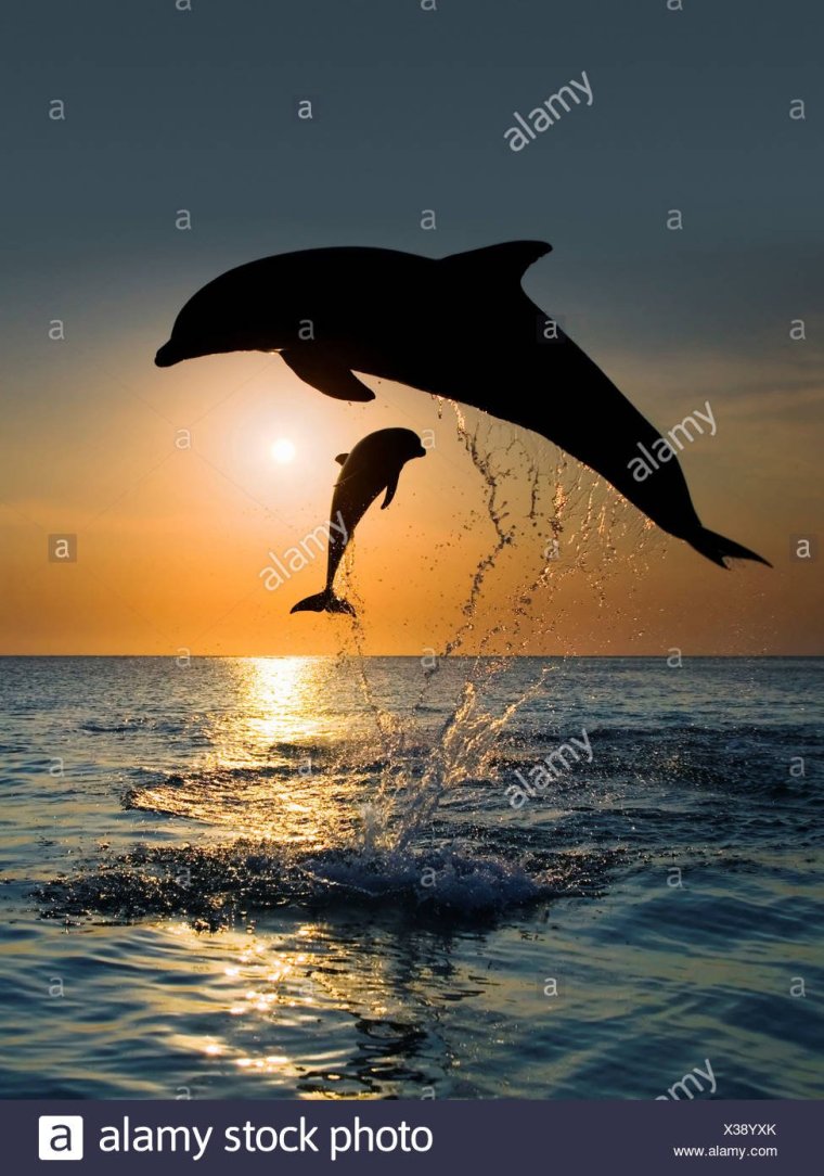 Дельфины на закате