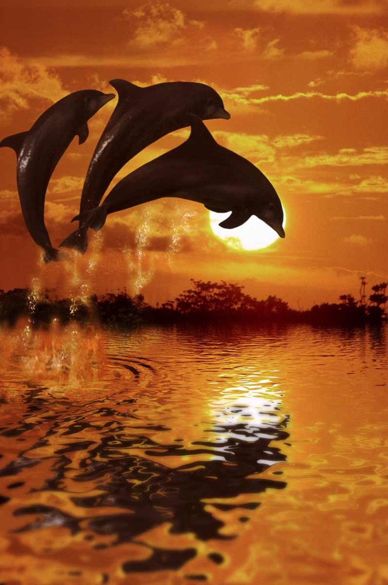 Дельфины в природе