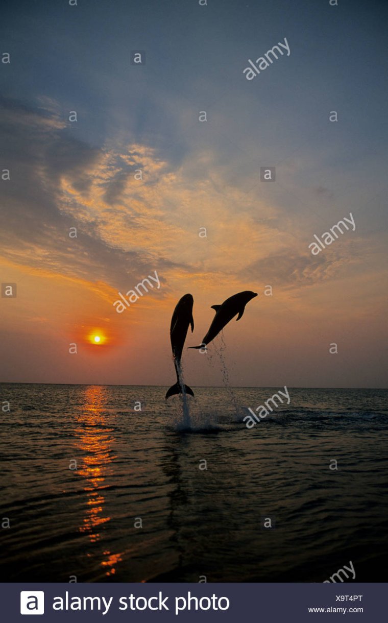 Дельфины в море