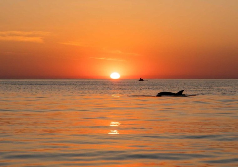 Дельфины в море