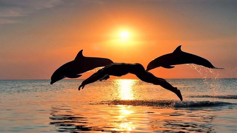 Дельфины на закате